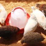 Automatic Chicken Drinker Chicken Feeder with Humanized Handle - Image 6