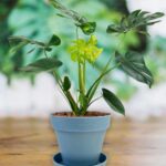 Heavy Plastic Flower pots With Tray (1 Pc) - Image 4