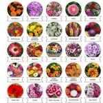Seeds 20 Varieties of Flower Seeds Combo (1 Pkt / 20 Varieties) - Image 6