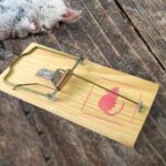 Wooden Mouse Rat Traps (1 Pc) - Image 3